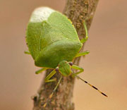 Insects