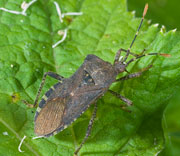 Insect