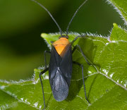 Insect