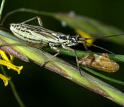 Insect