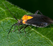 Insect