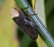 Damselfly