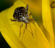 Insect