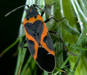 Insect
