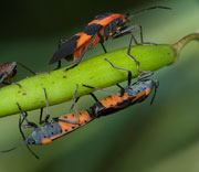 Insect
