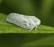 Hoppers
