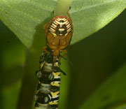 Insects