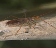 Insect