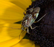 Insect