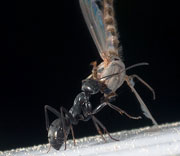 Insects