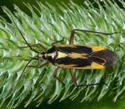 Insect