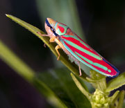 Damselfly