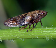 Damselfly