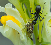 Insect