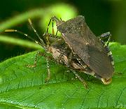 Insect