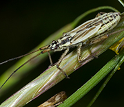 Insect