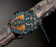 Insects