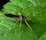 Insect