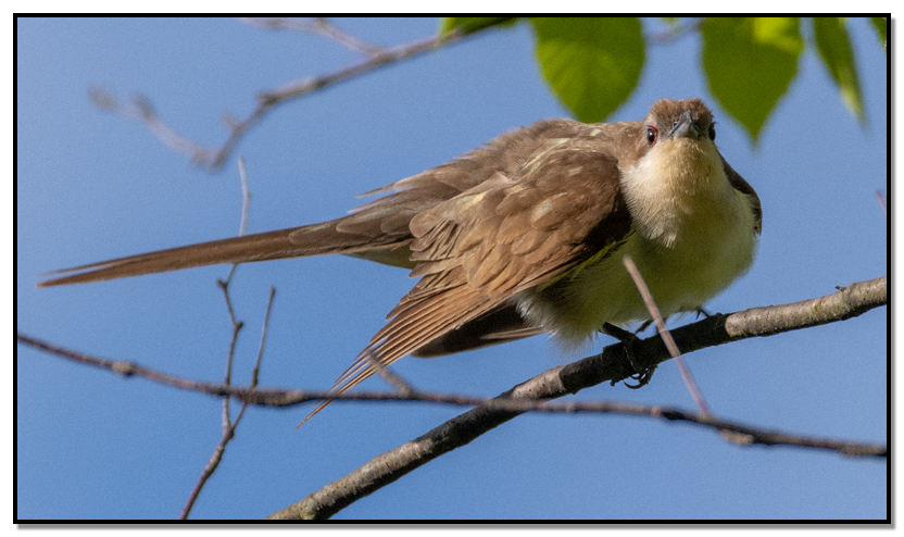 Black-billed Cuckoo on branch