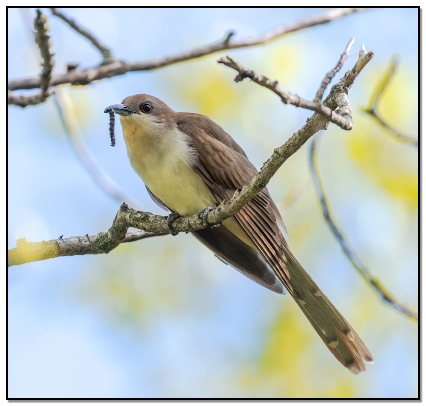 Black-billed Cuckoo perched in tree