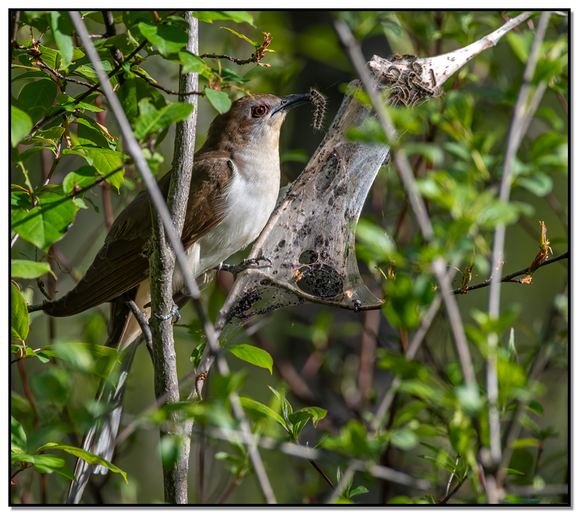 Black-billed Cuckoo perched in tree