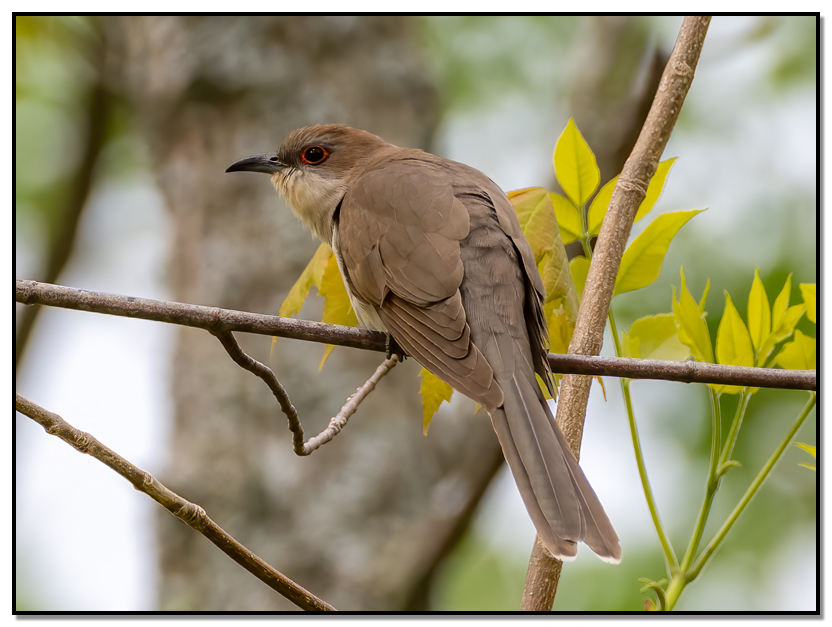 Black-billed Cuckoo perched in tree