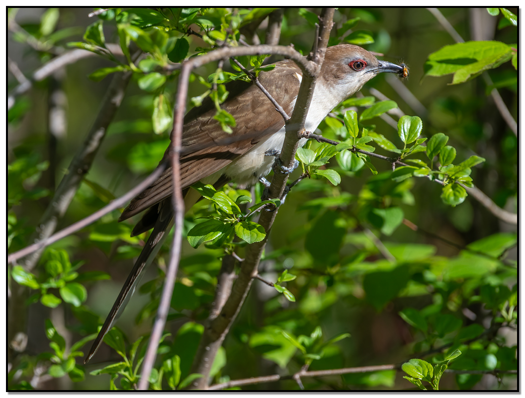 Black-billed Cuckoo perched in tree